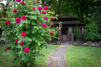 a bush of pink roses in front of a gazebo at Stunning 4-Bedroom Country House with Hot Tub & Sauna near Loch Lomond in Glasgow