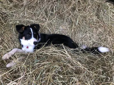a black and white dog laying in the hay at The Steading at Pitmeadow Farm in Dunning