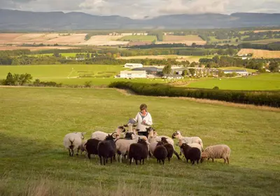 a person in a field with a herd of sheep at The Steading at Pitmeadow Farm in Dunning
