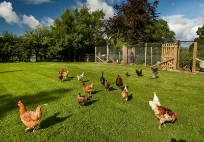 a group of chickens walking in the grass in a field at The Steading at Pitmeadow Farm in Dunning
