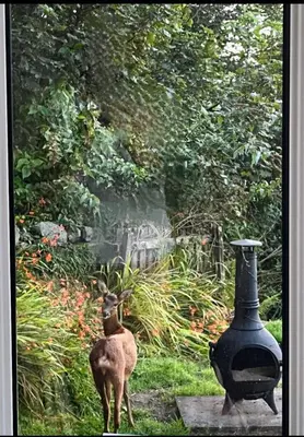 a deer standing next to a vase in a yard at Dairsie Sea View in Rothesay
