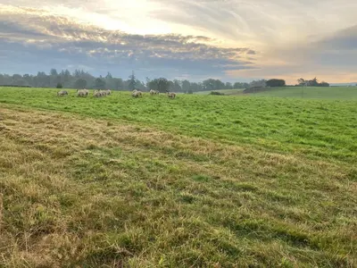 a herd of animals grazing in a field at Westertonhill Lodge - 4 Bedrooms Sleeps 10 with Private Hot Tub Hire Available in Balloch