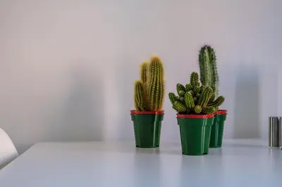 three cactus plants in green pots sitting on a table at The Douglas - Spacious 2 bed apartment in Uddingston in Uddingston