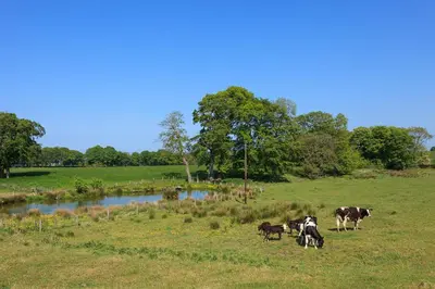 a group of cows grazing in a field next to a pond at 1 Eden at Williamscraig Holiday Cottages in Linlithgow