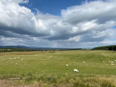 a herd of sheep grazing in a large field at Iora Rua-Uk40006 in Gartmore