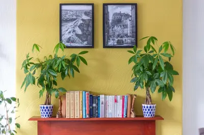 a shelf with books and plants on a yellow wall at Bright & Spacious Double Room with Garden View- Close to Airport & City Centre in Edinburgh