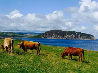 three cows grazing in a field next to a body of water at Rural Farmhouse on Kintyre, West Coast hidden gem in Kildalloig