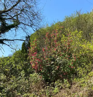a bush with pink flowers on the side of a hill at Croft View in Taynuilt