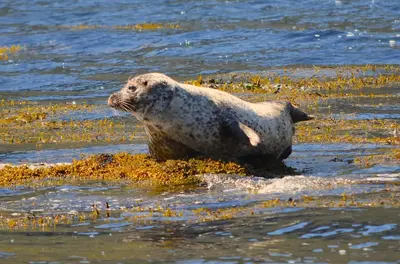 a seal sitting in the water on the beach at Corrie Apartment, Kinlochlaich House in Appin