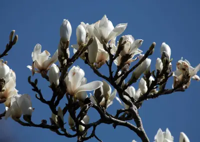 a magnolia tree with white flowers against a blue sky at Garden Cottage in Stranraer