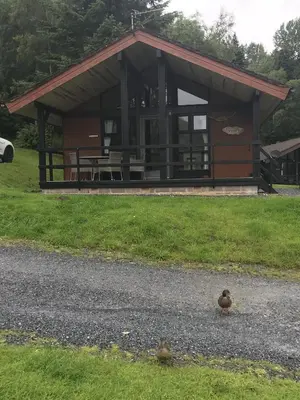 a bird sitting on the gravel in front of a building at Gulls Island in Morenish