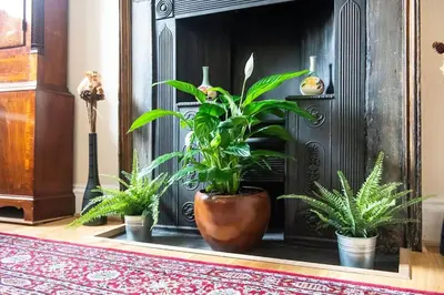a group of plants in front of a fireplace at charm & character on historic Rose Street in Edinburgh