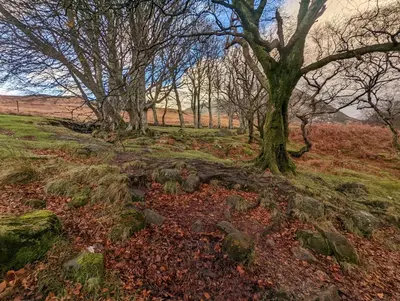 a group of trees in a field with leaves at The Best Moments Start Here in Corrie
