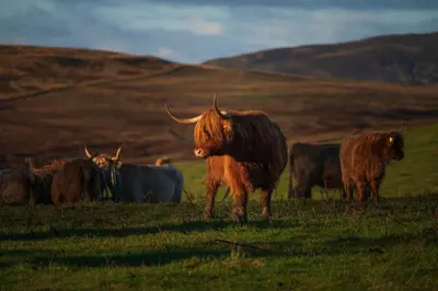 a herd of buffalo standing in a field at Pigeon Cottage - Luxury country steading in Perth