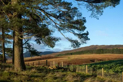 a tree in a field with a fence at Pigeon Cottage - Luxury country steading in Perth