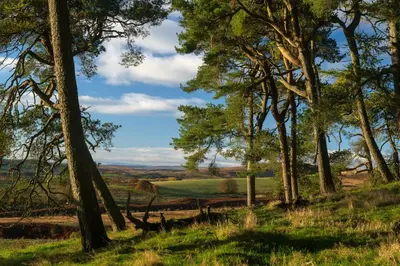 a forest of trees with a view of a field at Oystercatcher - Converted luxury steading in Perth