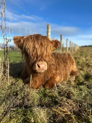 a brown cow laying in a field next to a fence at Hedgehog's Nest in Bathgate