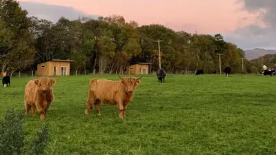 a group of cows standing in a field at Cruachan Cabin in Oban