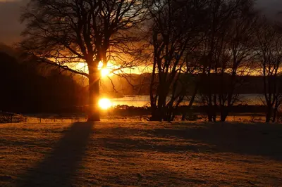 a tree in a field with the sun behind it at Blarcreen in Oban