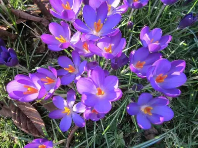 a bunch of purple flowers in the grass at Cosy cottage flat in Inveraray