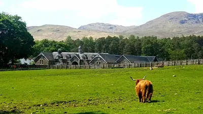 a cow standing in a field in front of a house at The Bothy, Gallin, Glenlyon, Perthshire in Bridge of Balgie