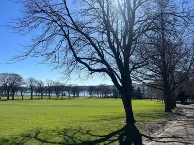 a tree in a field of green grass at Little Gleddoch in Dumbarton