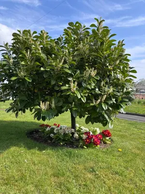 a tree in the middle of a field with flowers at Cunninghame 2 in Beith