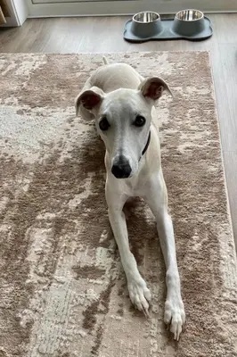 a dog laying on a rug on a floor at Green Law - Dog Friendly in Penicuik