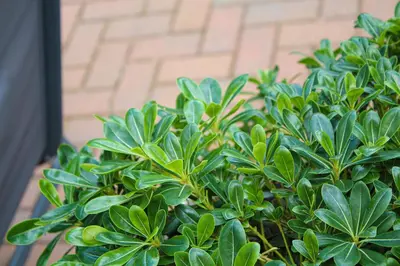 a plant with green leaves in front of a building at Lavish 2 bed sleeps 5 near Lanark in Carstairs
