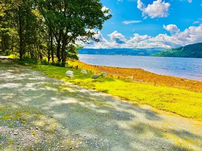 a group of sheep grazing on the grass next to a body of water at Seal Cove Cabin - Luxury Glamping in Cairndow