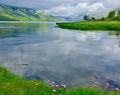 a river with grass and flowers in the water at Seal Cove Cabin - Luxury Glamping in Cairndow